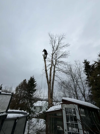 Abattage d'arbres à Sherbrooke