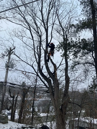 Abattage d'arbres à Sherbrooke
