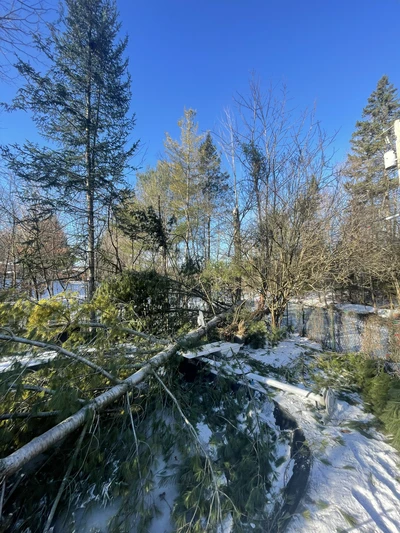 Abattage d'arbres à Sherbrooke